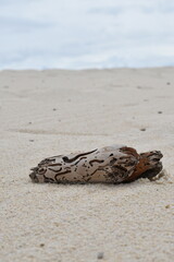 Obraz premium Wooden textured stick lies on white sand.
