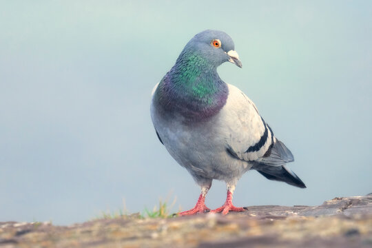 A wild feral rock dove or common pigeon (Columba livia) perched on a cliff with blurred ocean background, Australia - Powered by Adobe