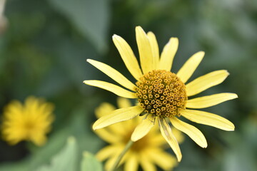 Yellow flower with long petals on a background of greenery and yellow flowers.