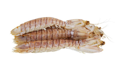 Mantis shrimps isolated on white background