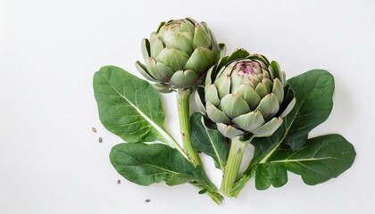 Fototapeta premium Artichokes and spinach isolated on white background