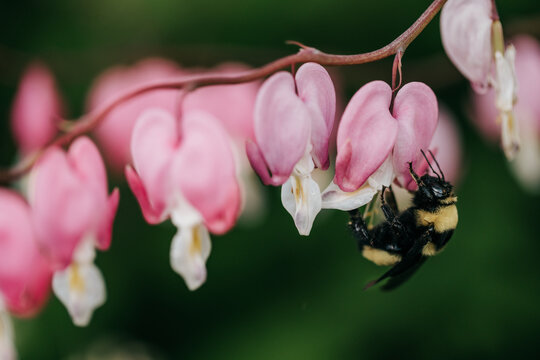 Fat bumble bee pollinates bleeding heart bush during Spring