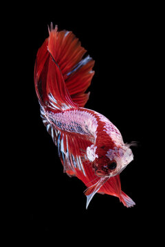 Colorful betta fish in black background