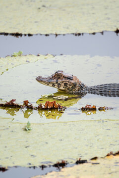 Black caiman on a large leaf in a lagoon