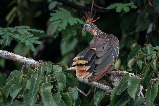 Hoatzin (Hoazin Opisthocomus) the primitive bird of the amazon