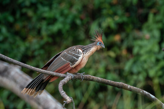 Hoatzin (Hoazin Opisthocomus) the primitive bird of the amazon