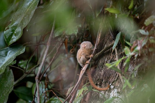 Pygmy titi monkey Cebuella pygmaea