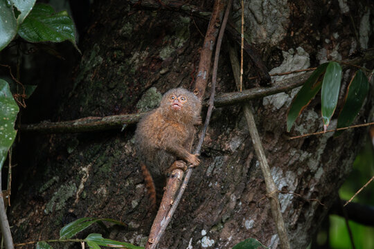 Pygmy titi monkey Cebuella pygmaea
