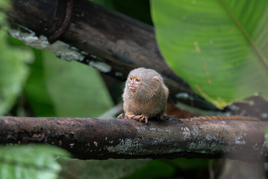 Pygmy titi monkey Cebuella pygmaea