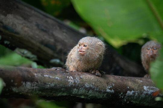 Pygmy titi monkey Cebuella pygmaea