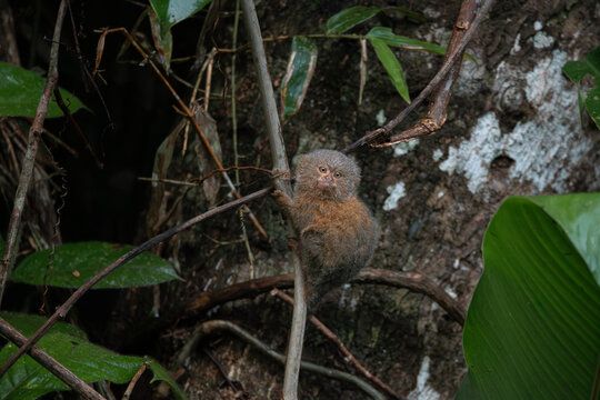 Pygmy titi monkey Cebuella pygmaea
