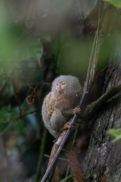 Pygmy titi monkey Cebuella pygmaea