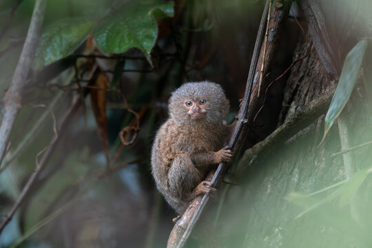Pygmy titi monkey Cebuella pygmaea