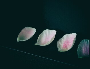 rose petals lie on a black background