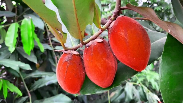 Red velvet apple fruit, gob fruit on park tree.