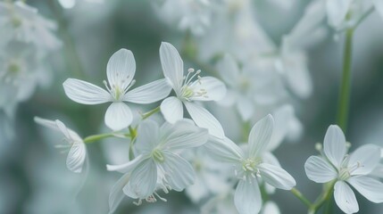 Close up of white flowers