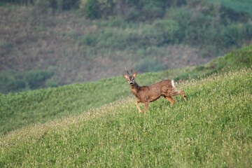 Vigilant roe deer in lush spring meadow, male roe deer observes his surroundings. The essence wildlife in harmony, a perfect snapshot of natural life.