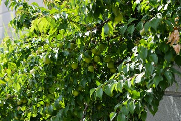 たわわに実った梅の実（うめの木）