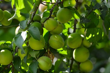 たわわに実った梅の実（うめの木）