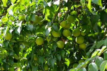 たわわに実った梅の実（うめの木）