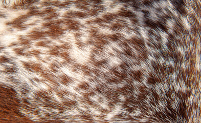 Beautiful spotted fur close-up. Texture of brown animal wool. Dog fur.