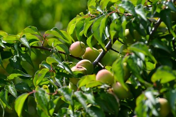 たわわに実った梅の実（うめの木）