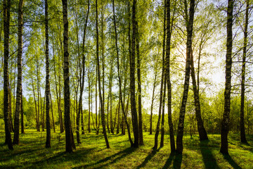 Sunset or sunrise in a spring birch forest with bright young foliage glowing in the rays of the sun...