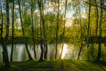 Obraz premium Sunrise or sunset on a pond with birch trees growing along the banks and the sky reflected in the water in summer.
