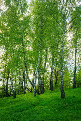 Grove of birches with young green leaves at sunset or sunrise in spring or summer.