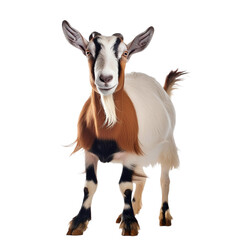 Obraz premium a goat standing upright facing forward with a transparent background
