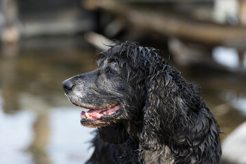 Cute Wet Cocker Spaniel Dog in Switzerland.