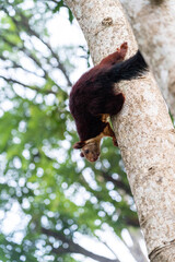 Malabar giant squirrel