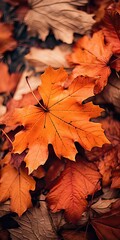 Dry autumn leaves in nature