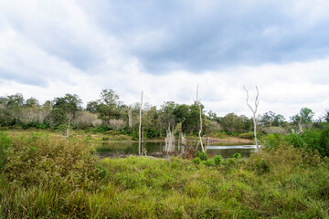 Fototapeta premium wooden bridge over river