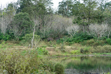 reeds on the river
