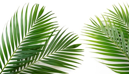 Fototapeta premium 2 Elements of palm tree leaves on white background, for design element purposes. Templates