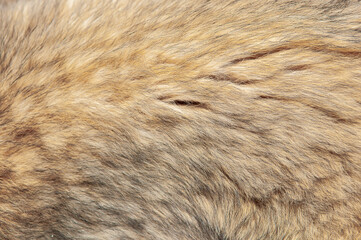 Beautiful spotted fur close-up. Texture of brown animal wool. Dog fur.