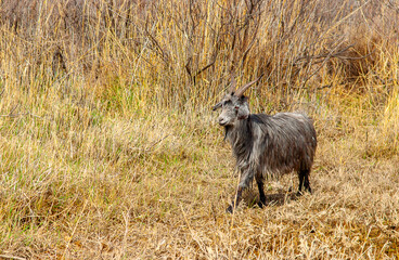 Goats in search of food roam the desert hot pasture. Moroccan goats climb trees to eat leaves. Sheep eat the remains of a watermelon.