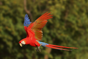 Beautiful Macaw parrot flying in the forest. Free flying bird © Passakorn