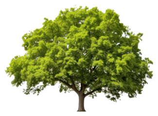 PNG Ash plant tree nature.