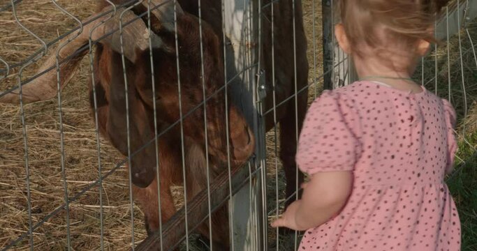 A girl strokes a goat's head and feeds it grass in a petting zoo. A child in a children's zoo feeds goats grass from his hand and caresses them. Love and care for animals.