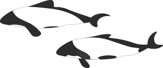 イロワケイルカ