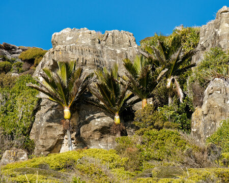 Karst limestone rock formations at Kaihoka, Golden Bay, New Zealand