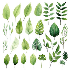 Various green leaves and tropical leaves on a white background or leaf shapes and textures