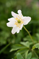 A Delicate White Wood Anemone Flower in Springtime