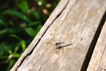 A gray dragonfly perches on a wooden railing outdoors in the summer.