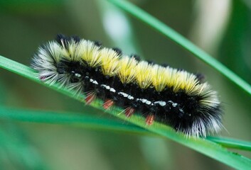 Close-up of a colorful Ctenucha caterpillar on a green leaf in a natural setting