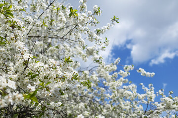 Blossoming cherry tree with white flowers in spring