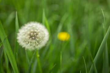 Dandelion bud seeds closeup over a fresh green background