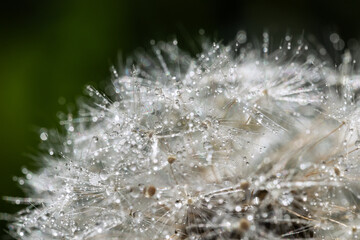 Beautiful dew drops on dandelion seed macro. Water drops on parachutes dandelion